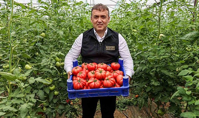 Bilecik'te örtü altı domates hasadı başladı