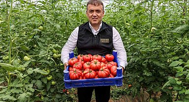 Bilecik'te örtü altı domates hasadı başladı
