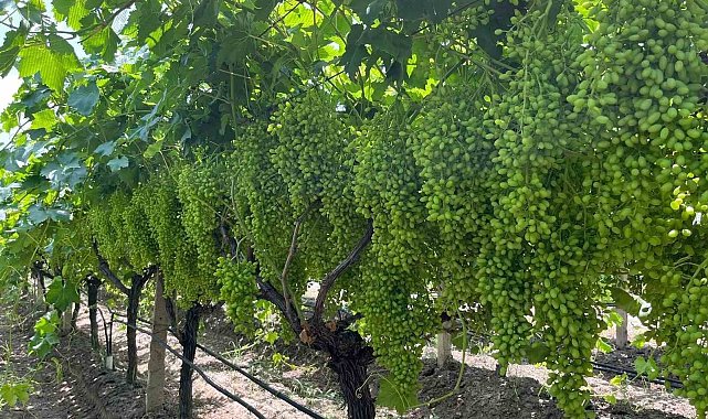 Bilinçli gübreleme, Sarıgöl bağlarında verim ve kaliteyi artırıyor