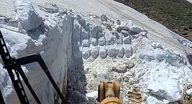 Bingöl'de ilginç görüntü: Yazın ortasında; bir yanda kar, diğer yanda sıcaktan bunalan inekler