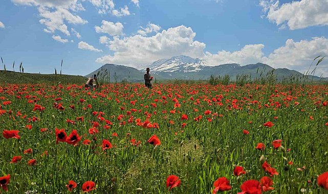 Bitlis'in Adilcevaz ilçesinde gelincik ve karın büyüleyici buluşması