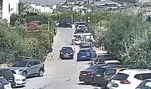 Bodrum'daki köpek davasında sanık beraat etti