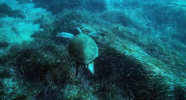 Bodrum'un su altı ekosistemini haritalama çalışmaları sürüyor