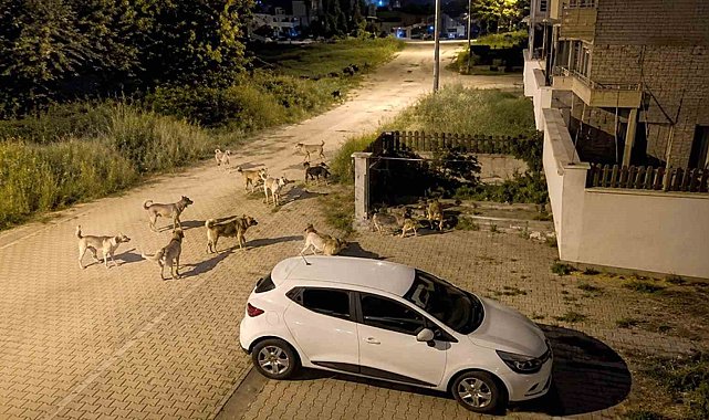Bolu'da köpek sürüsü tedirginliği