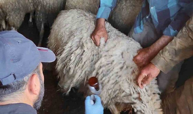 Bolvadin'de küçükbaş hayvanlara yönelik aşılama ve küpeleme çalışması