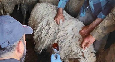 Bolvadin'de küçükbaş hayvanlara yönelik aşılama ve küpeleme çalışması