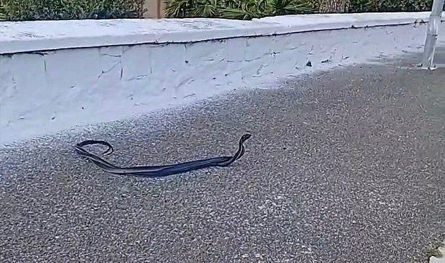 Bozdoğan'da yılanların çiftleşme dansı kamerada