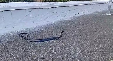 Bozdoğan'da yılanların çiftleşme dansı kamerada