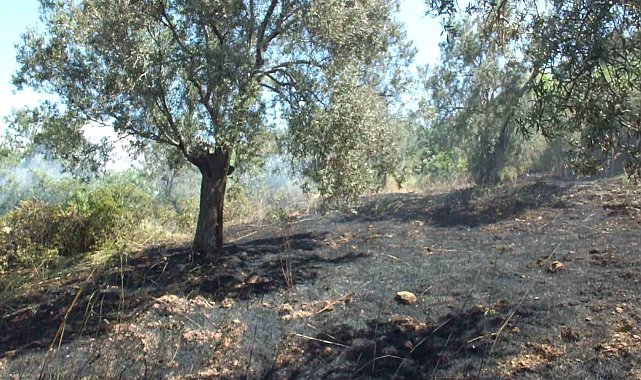 Burhaniye de çıkan arazi yangınında çok sayıda zeytin ağacı zarar gördü