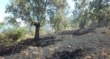 Burhaniye de çıkan arazi yangınında çok sayıda zeytin ağacı zarar gördü