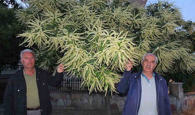 Burhaniye'de kestane ağaçları çiçek açtı