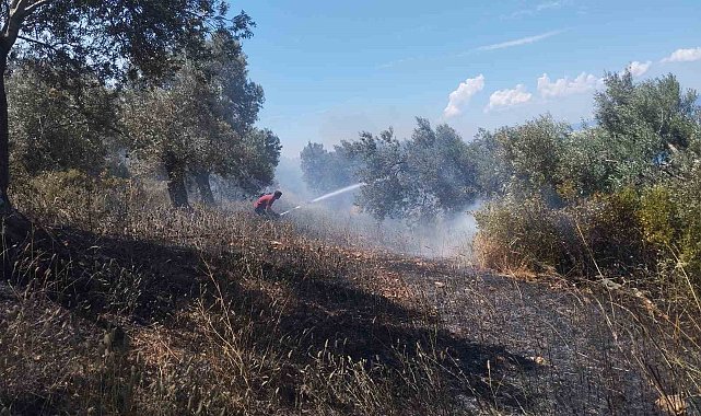 Burhaniye'de zeytinlik yangınına havadan ve karadan müdahale ediliyor