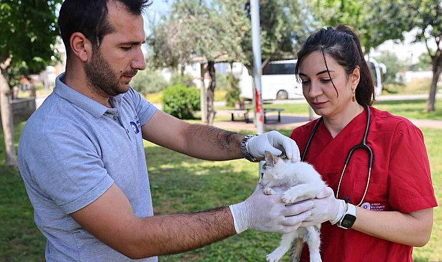 Büyükşehir'in hayvan ambulansı can dostların imdadına yetişiyor