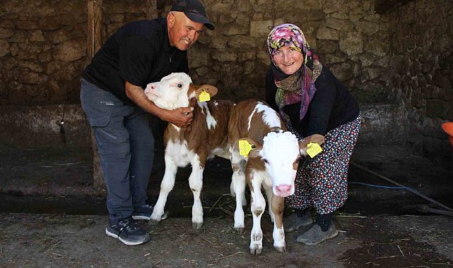 Buzağılarına hayranı oldukları şarkıcının ismini verdiler: 'Yıldız' ve 'Tilbe'