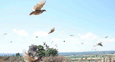 Çanakkale'de 1000 kınalı keklik doğaya salındı