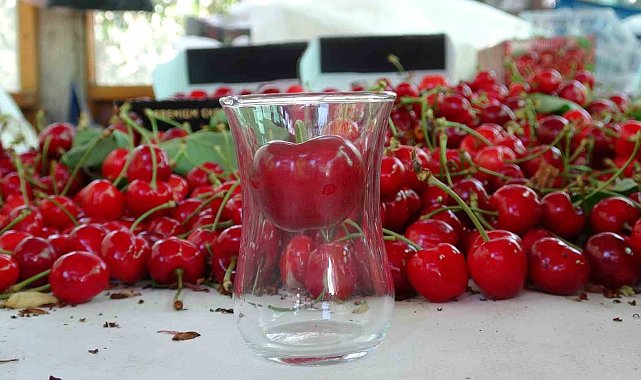 Çanakkale'de çay bardağına sığmayan Lapseki kirazında hasat başladı
