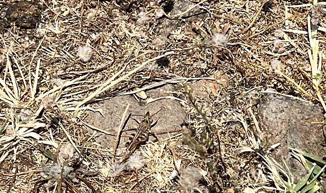Çanakkale'de çekirge ile mücadele başlatıldı