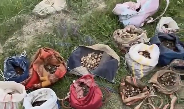 Çankırı'da izinsiz salep toplayan 10 kişiye 6 milyon 992 bin TL ceza