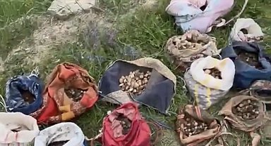 Çankırı'da izinsiz salep toplayan 10 kişiye 6 milyon 992 bin TL ceza
