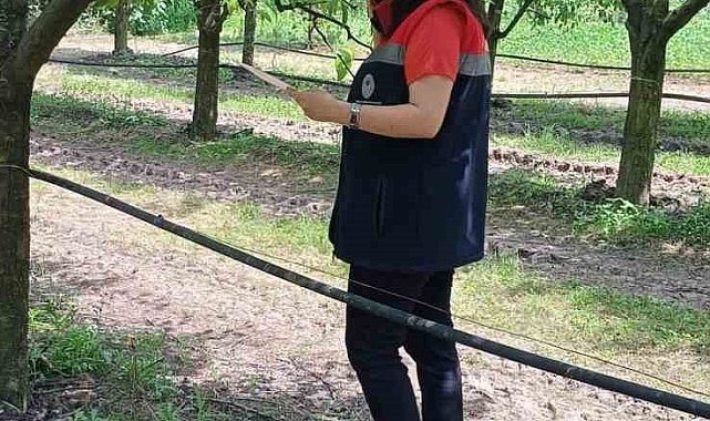 Çarşamba'da fındık üreticilerine 'kokarca' ve 'külleme' uyarısı