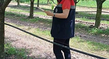 Çarşamba'da fındık üreticilerine 'kokarca' ve 'külleme' uyarısı
