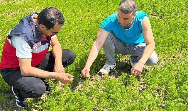 Çavdarhisar'da çörek otu üretim alanlarında kontrol