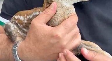 Çay bahçesinde bulunan yavru karaca doğraya bırakıldı