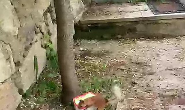 Ceviz bulamayınca kabı protesto etti: Sincap ile vatandaşın diyaloğu gülümsetti