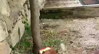 Ceviz bulamayınca kabı protesto etti: Sincap ile vatandaşın diyaloğu gülümsetti