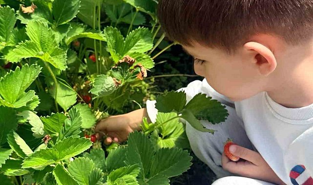 Çıldır Anaokulu öğrencileri çilek hasadında buluştu