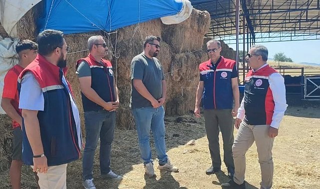 Çine'de üreticiye 30 baş etçi düve desteği