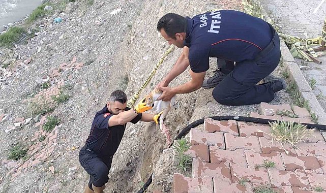 Çorum'da çaya düşen kediyi itfaiye kurtardı