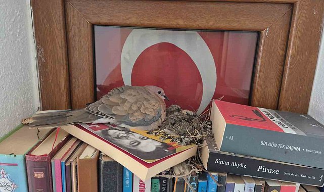 Datça'da kumrular bir evin kitaplığına yuva yaptı