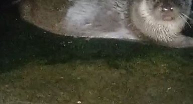 Denizden çıkıp balık yediler, yeniden kayboldular