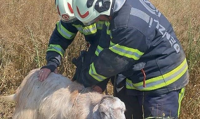 Denizli'de kuyuya düşen koyunları itfaiye kurtardı