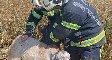 Denizli'de kuyuya düşen koyunları itfaiye kurtardı