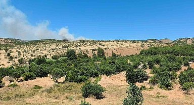 Dicle'de ağaçlık alanda yangın