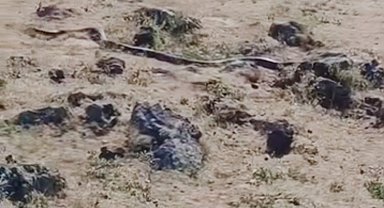 Diyarbakır'da yaklaşık 3 metre uzunluğunda yılan görüntülendi