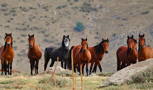 Doğaya salındılar çoğaldılar güçlendiler, Emirdağları'nın gerçek sahibi oldular