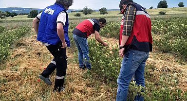 Domaniç'te aronya üretimine yönelik teknik çalışmalar sürüyor