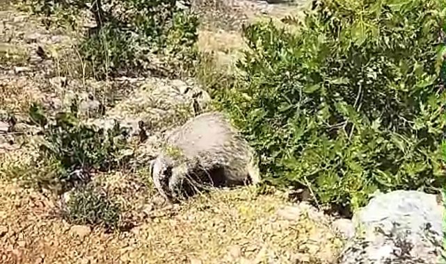 Dünyanın en korkusuz hayvanı bal porsuğunu tek darbeyle bayılttı