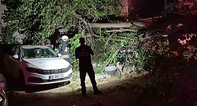 Dut ağacı park halindeki araçların üzerine devrildi, faciadan dönüldü