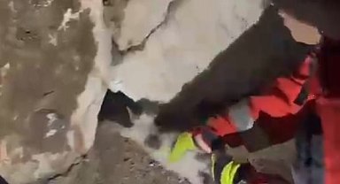 Duvara sıkışan kediyi itfaiye kurtardı