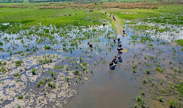 Eber Gölü'nde oluşan manzara Serengeti Parkı'nı aratmadı