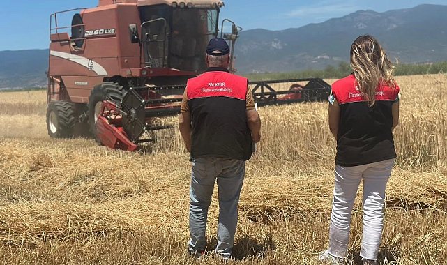 Edremit'te buğday hasadı başladı