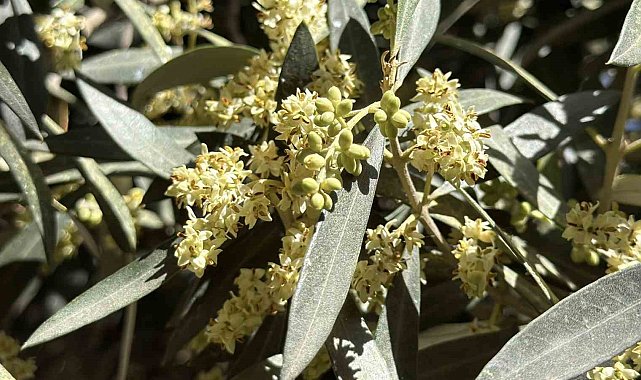 El Nino'ya karşı uzmanından zeytin üreticilerine kritik uyarılar