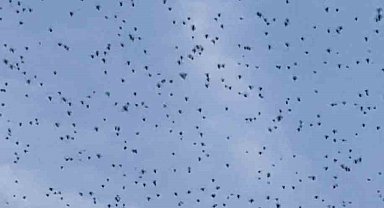Elazığ'da ender rastlanan doğa olayı: Gökyüzünü böcekler sardı