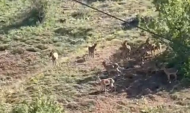 Elazığ'da koruma altındaki dağ keçileri sürü halinde görüntülendi