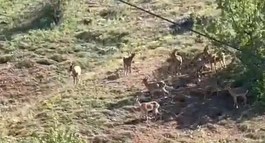 Elazığ'da koruma altındaki dağ keçileri sürü halinde görüntülendi