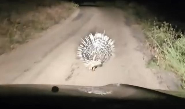 Elazığ'da oklu kirpi görüntülendi